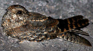 Standard-winged Nightjar