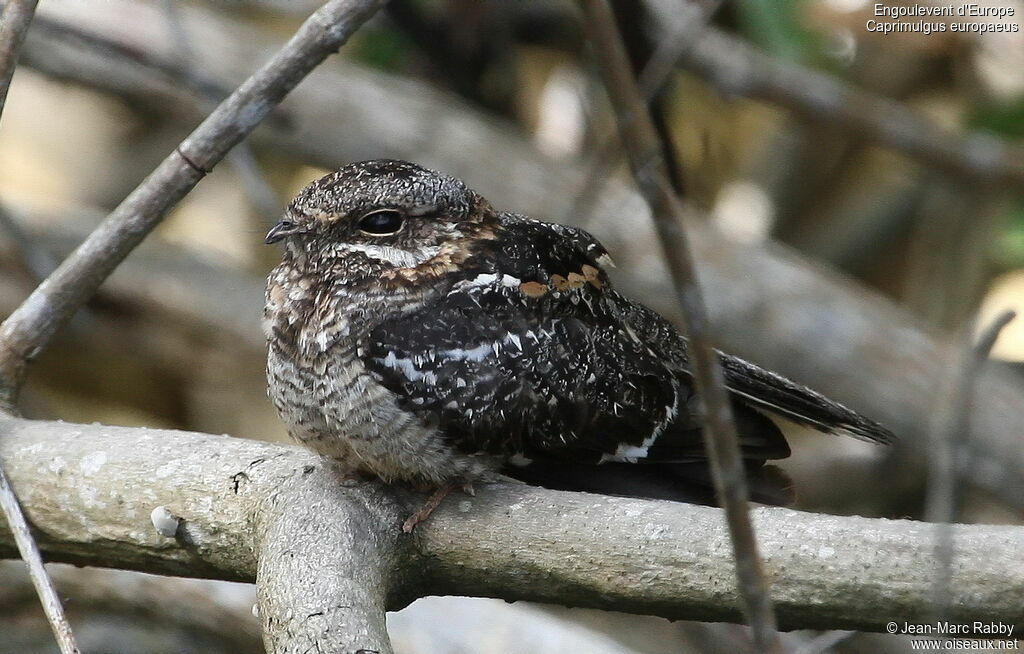 European Nightjar