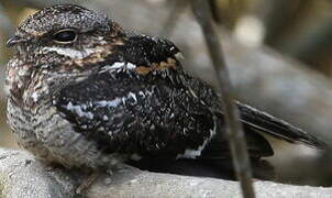 European Nightjar