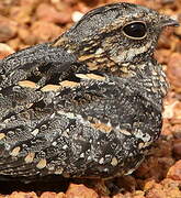 European Nightjar