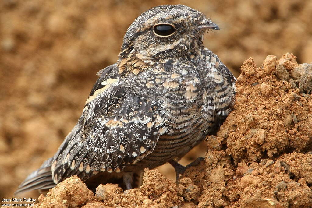 European Nightjar, close-up portrait