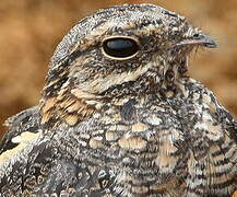 European Nightjar