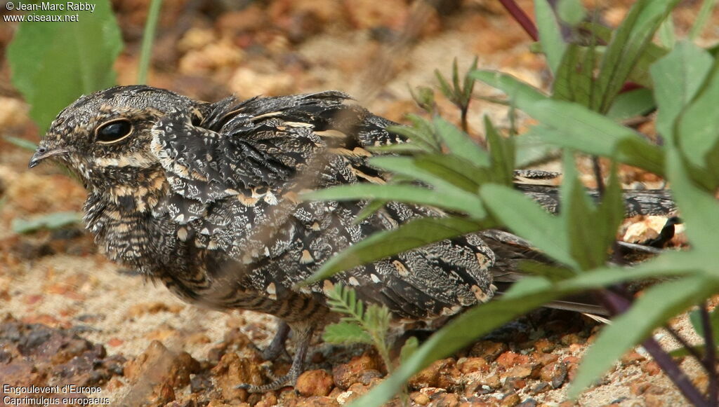 European Nightjar