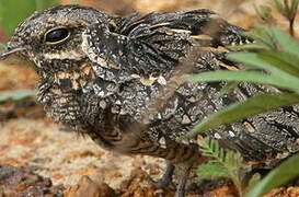 European Nightjar