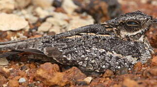 European Nightjar