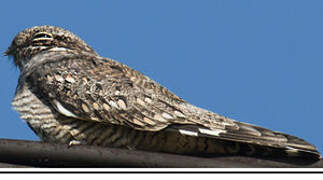 Lesser Nighthawk