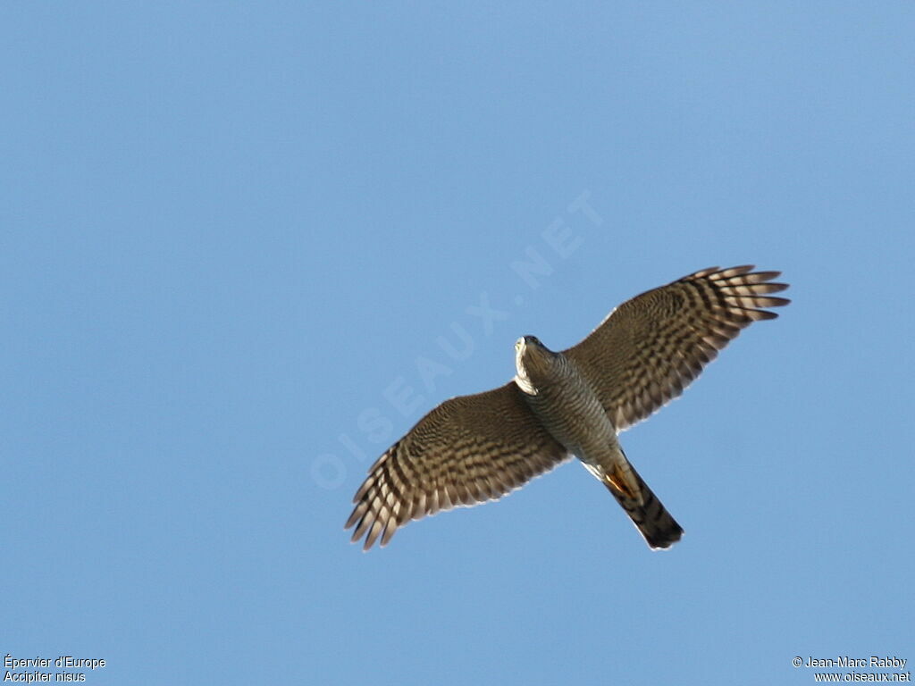 Eurasian Sparrowhawk