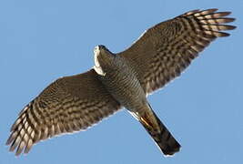 Eurasian Sparrowhawk