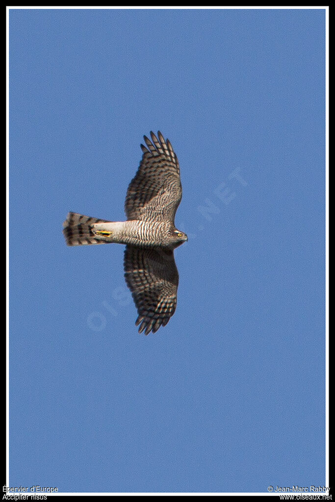 Eurasian Sparrowhawk female adult, Flight