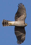 Eurasian Sparrowhawk