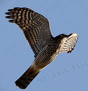 Eurasian Sparrowhawk