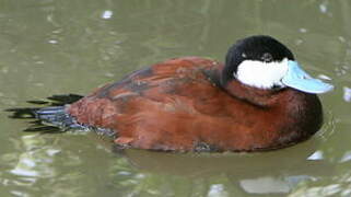 Ruddy Duck