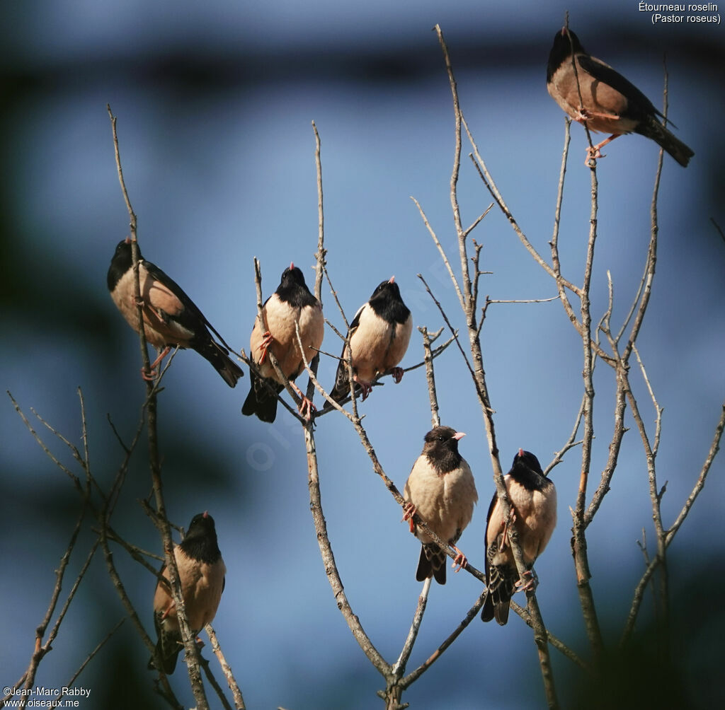 Rosy Starling