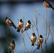 Rosy Starling