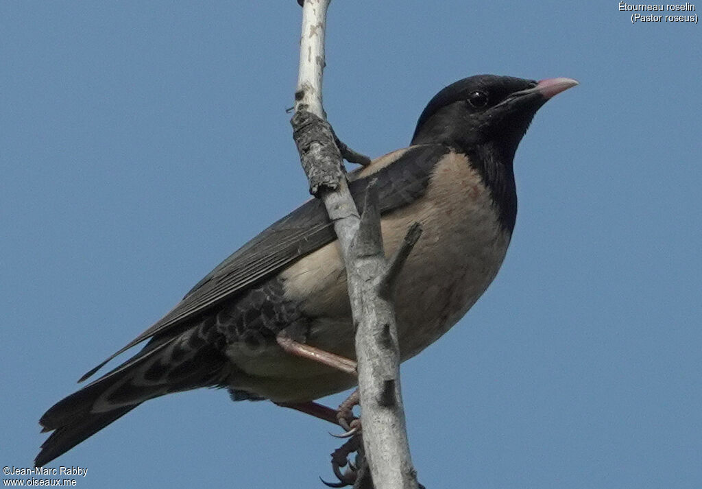 Rosy Starling