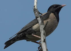 Rosy Starling