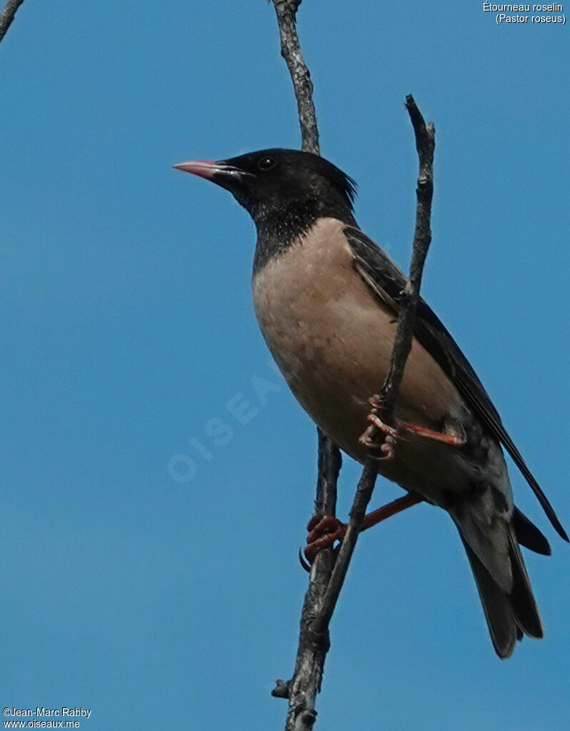 Rosy Starling