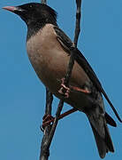 Rosy Starling