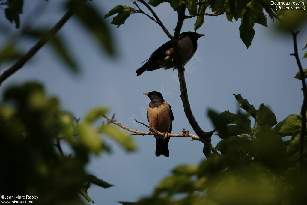 Rosy Starling