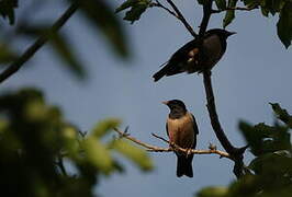 Rosy Starling