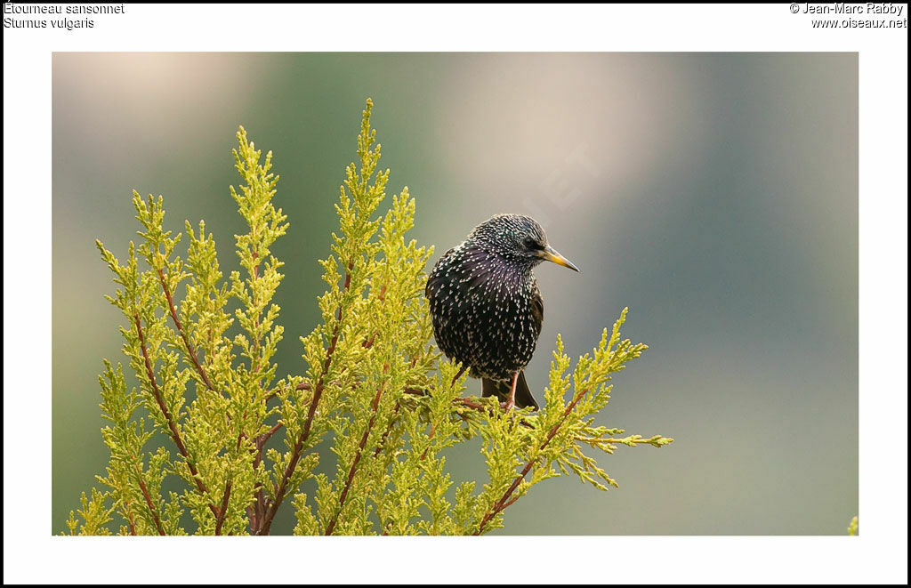 Common Starling, identification