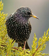 Common Starling