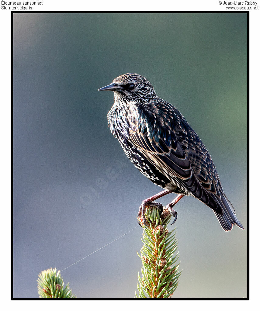 Common Starling, identification