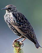 Common Starling