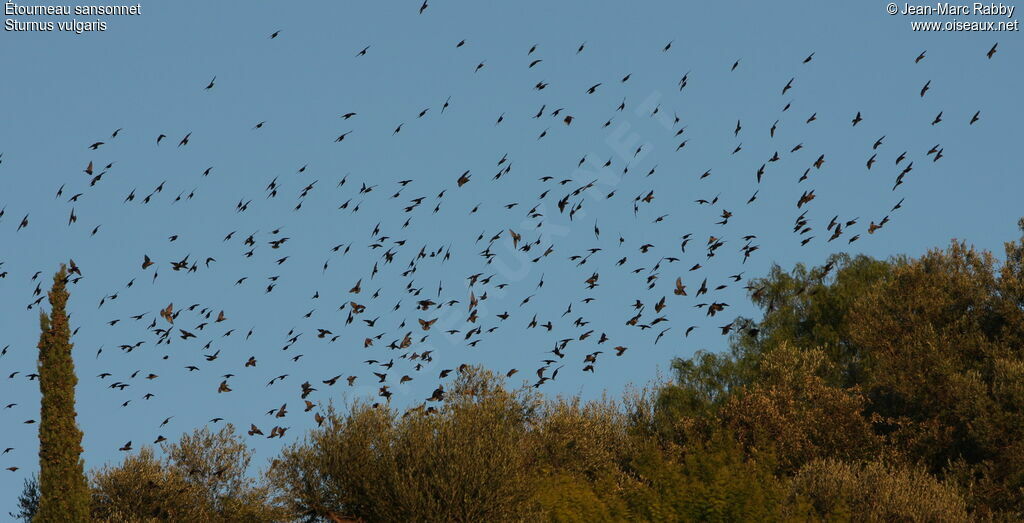 Common Starling