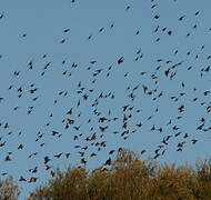 Common Starling