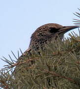 Common Starling