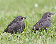 Common Starling