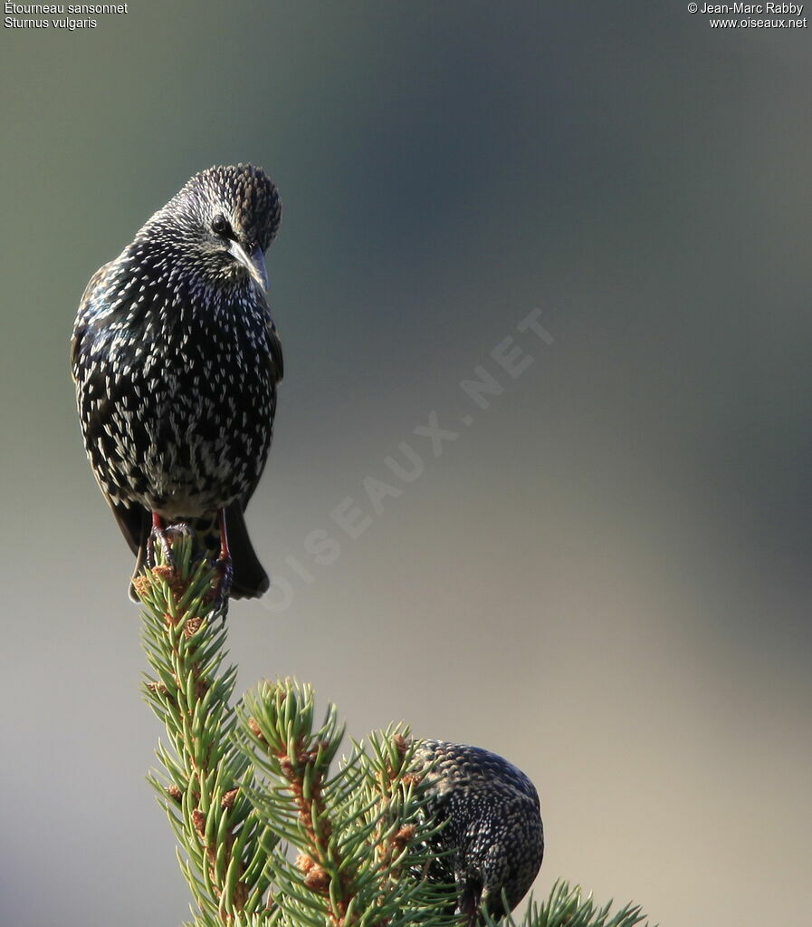 Common Starling, identification