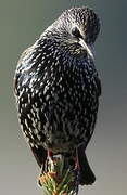 Common Starling