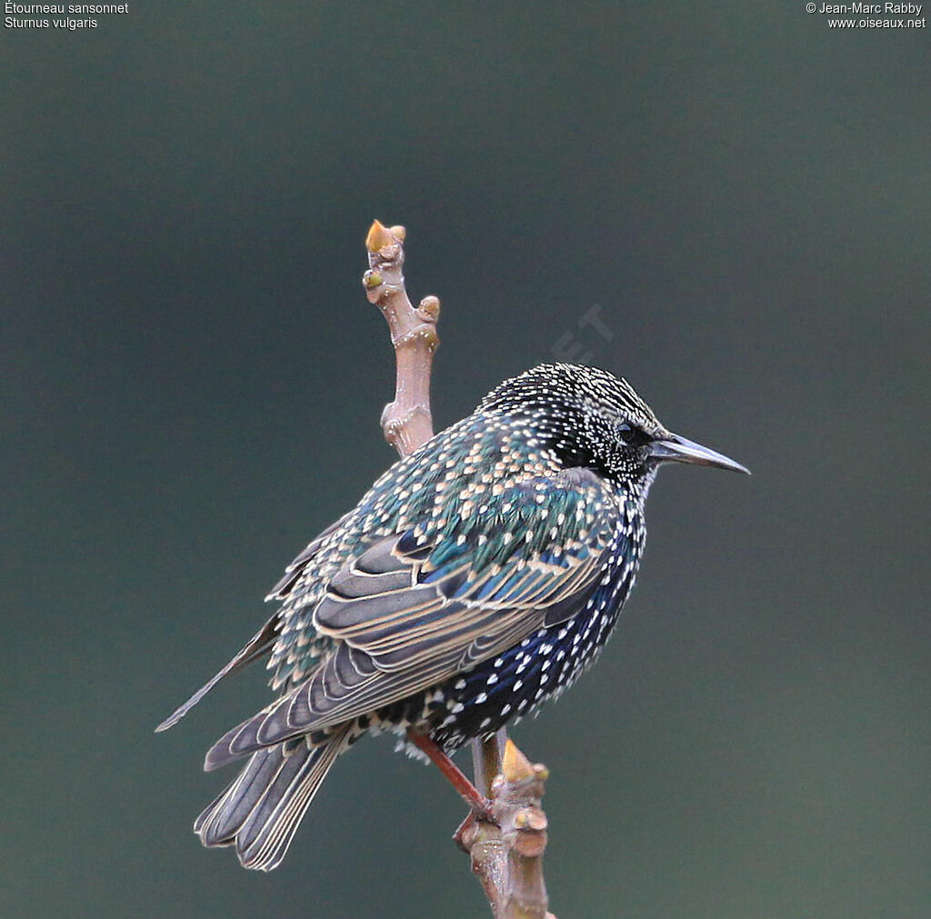 Common Starling, identification