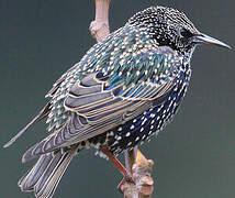 Common Starling