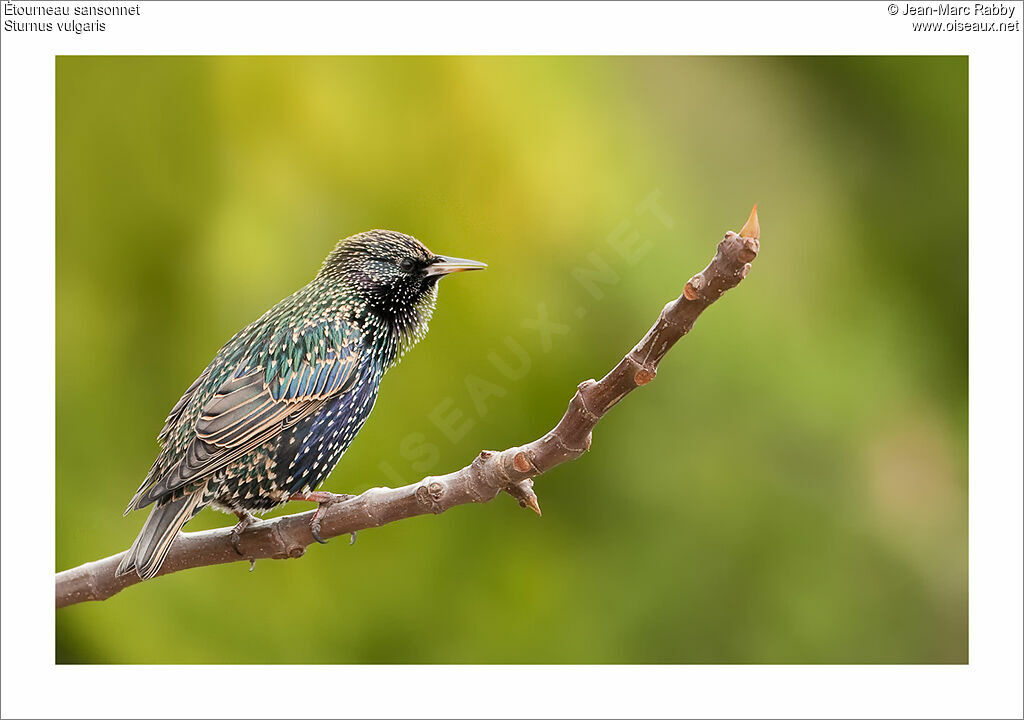 Common Starling, identification