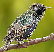 Common Starling