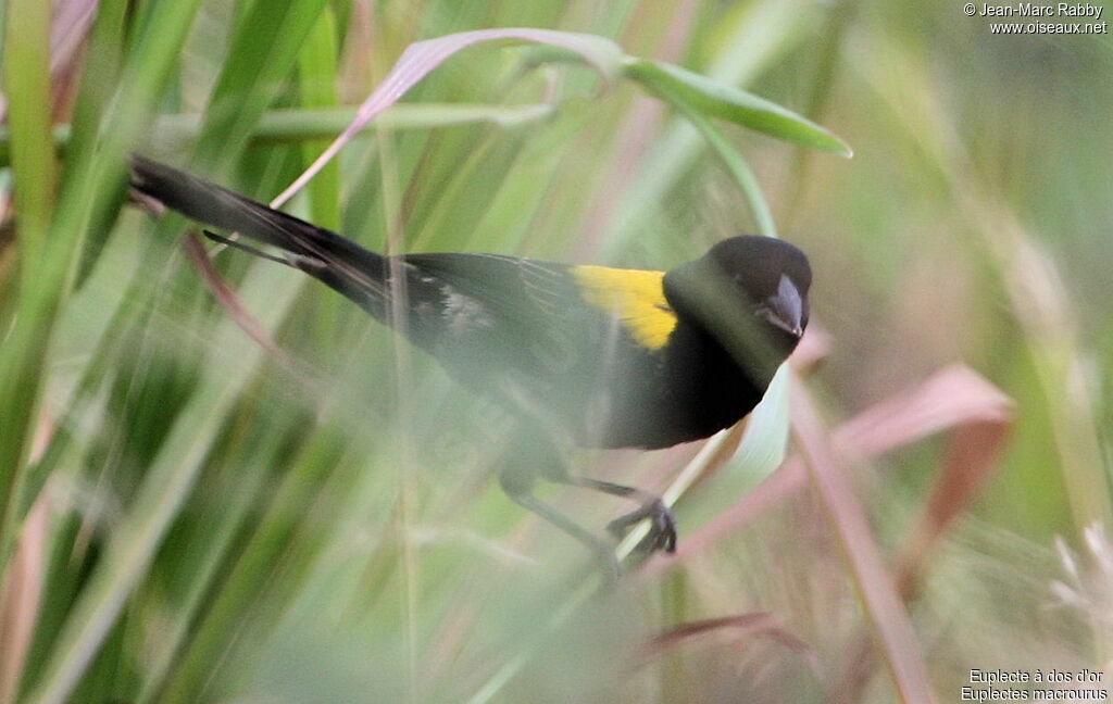 Yellow-mantled Widowbird male