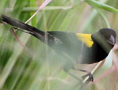 Yellow-mantled Widowbird