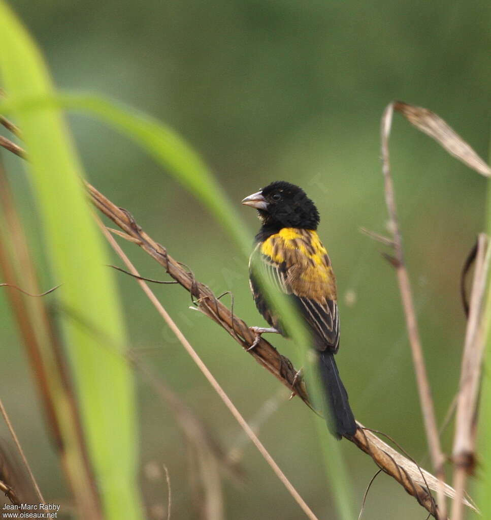 Yellow-mantled Widowbird male subadult, identification