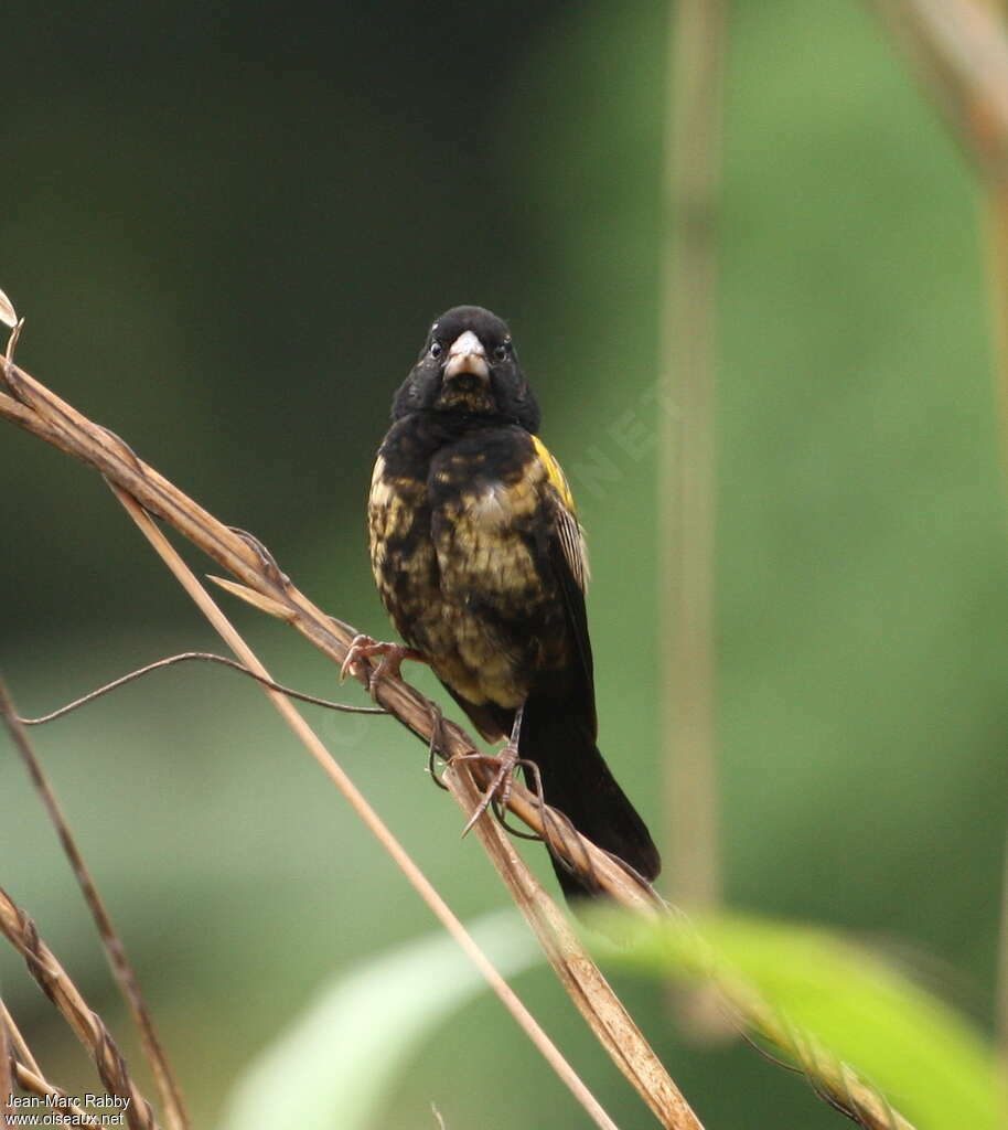 Yellow-mantled Widowbird male adult transition, pigmentation