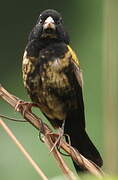 Yellow-mantled Widowbird