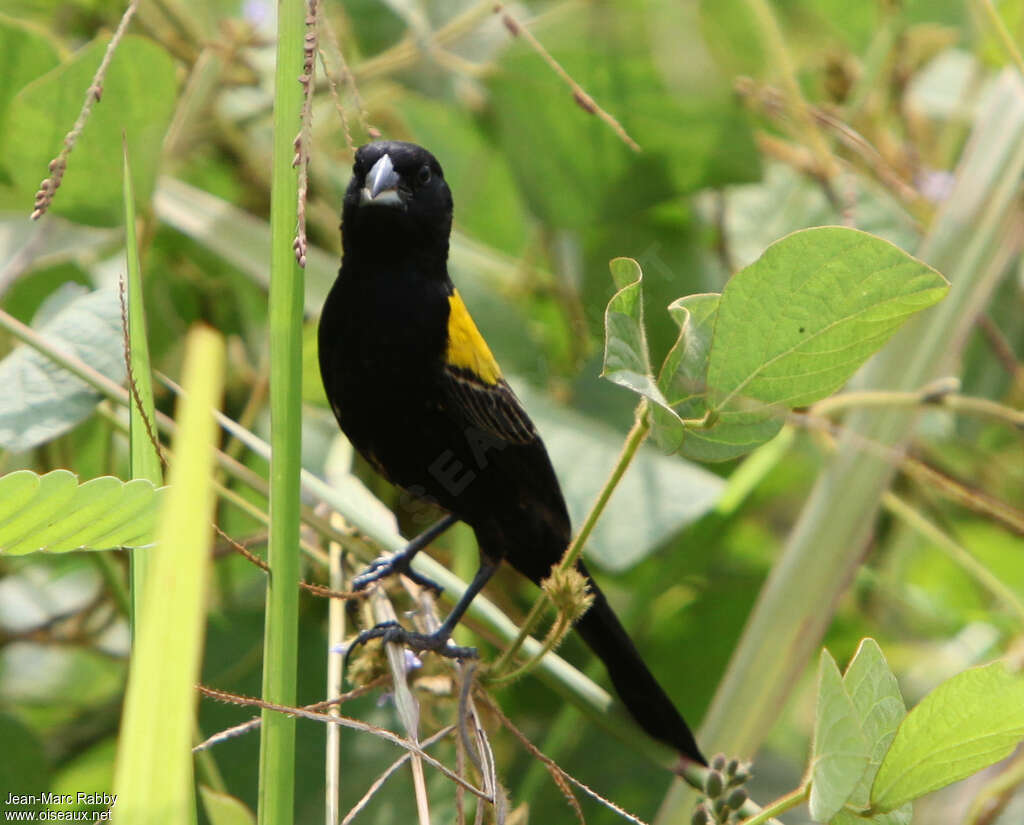 Yellow-mantled Widowbird male adult breeding, habitat, pigmentation