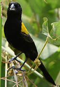 Yellow-mantled Widowbird