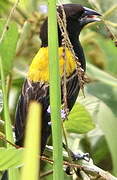 Yellow-mantled Widowbird