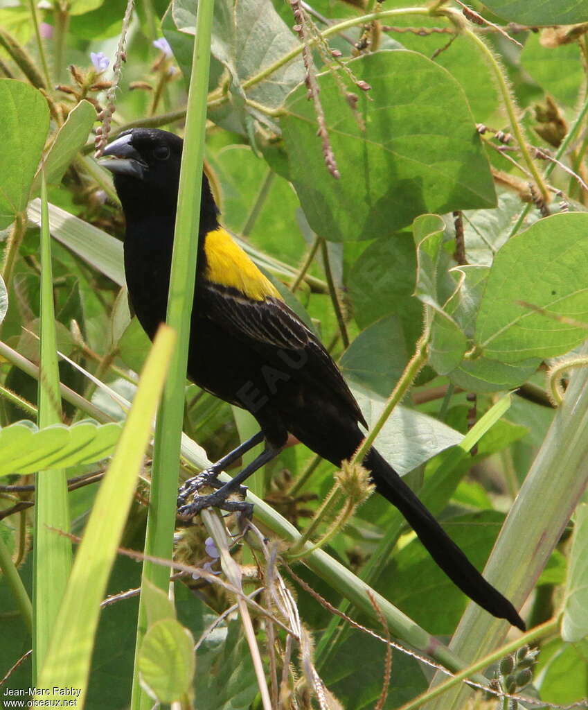 Yellow-mantled Widowbird male adult breeding, pigmentation, eats