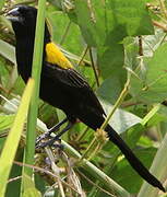 Yellow-mantled Widowbird