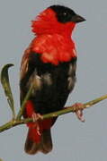 Northern Red Bishop