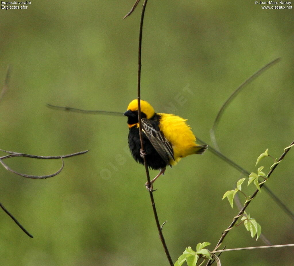 Yellow-crowned Bishop male